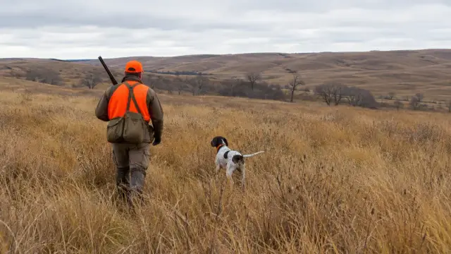 Upland hunter and bird dog walking through tall prairie grass in autumn