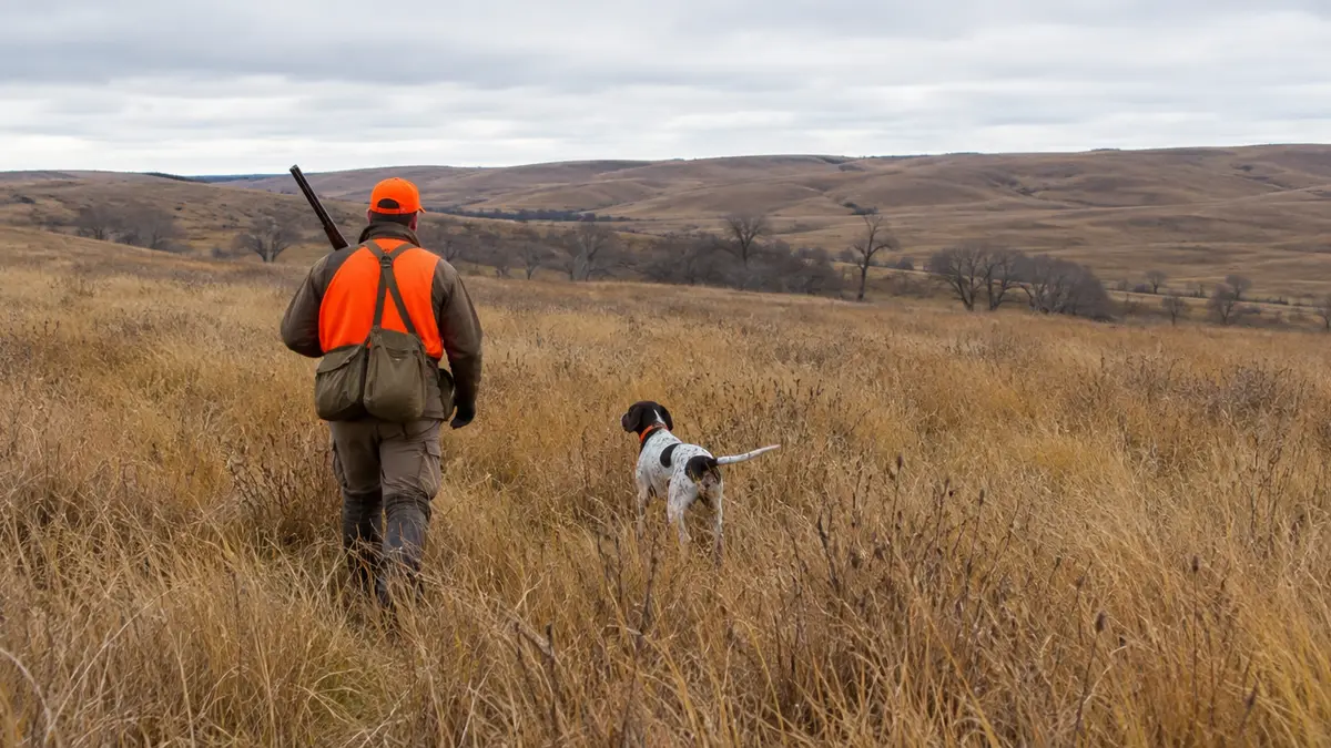 Upland hunter and bird dog walking through tall prairie grass in autumn